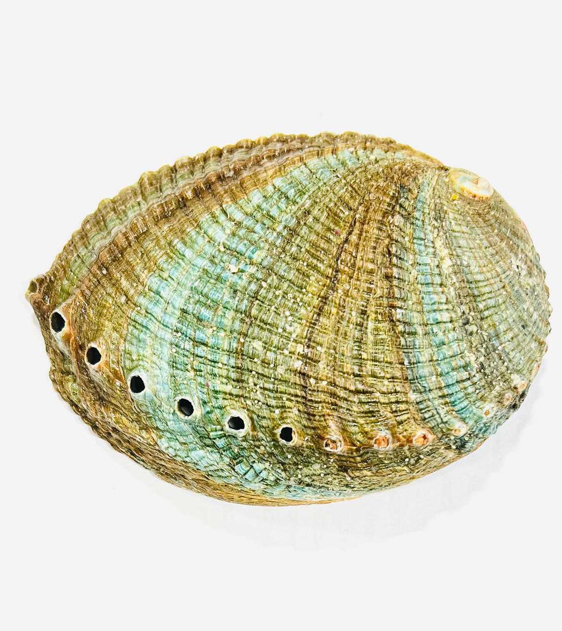 Abalone Shells (4''-5'')