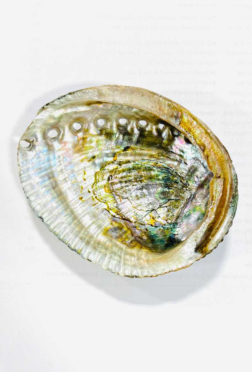 Abalone Shells (4''-5'')